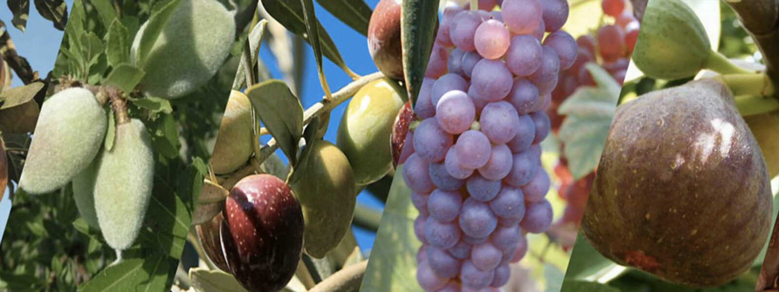 NUTRITION DES PLANTES ET FERTILISATION
