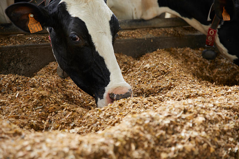 COMPLEMENTS ALIMENTAIRES POUR ANIMEAUX D'ELEVAGE
