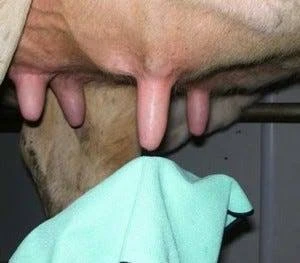 NETTOYAGE ET DESINFECTION DES LAVETTES DE TRAITE