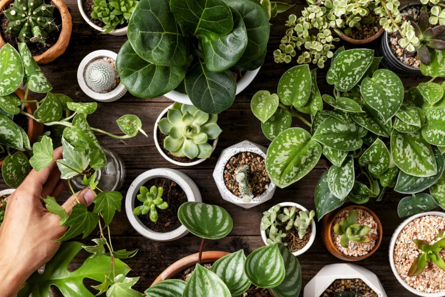 Nutrition des plantes