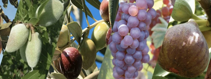 NUTRITION DES PLANTES ET FERTILISATION